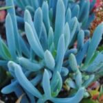 Senecio vitalis Blue