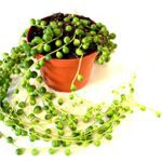 Senecio rowleyanus, String of Pearls