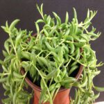 Senecio radicans
