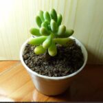 Sedum pachyphyllum