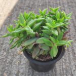 Lenophyllum acutifolium