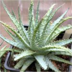 Aloe humilis