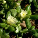 Delosperma pruinosum