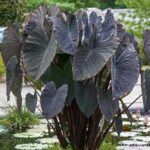 Alocasia esculata black magic