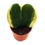 Hoya kerrii, Heart Leaf, Sweetheart Hoya (Variegated)