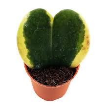 MLS-PL-10709.jpg Hoya kerrii, Heart Leaf, Sweetheart Hoya (Variegated) - Image 1