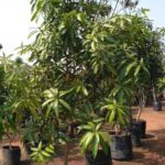 Mango Plant