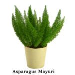 Mayuri Plant
