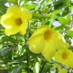 Mini Allamanda