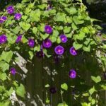 Ipomoea, Morning Glory.