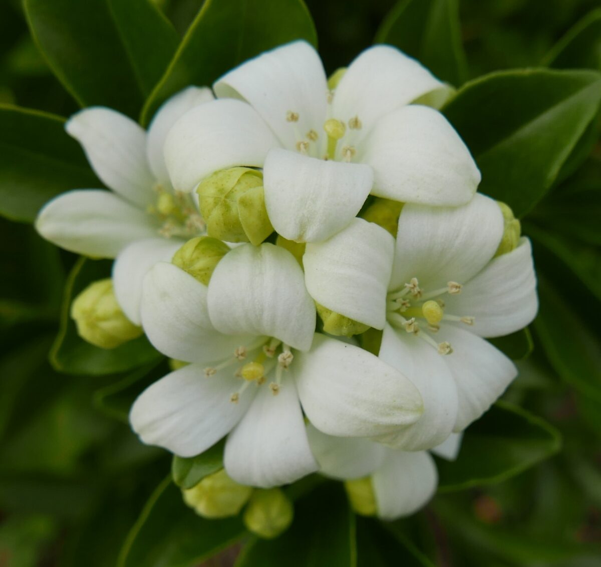 Murraya Exotica - Image 1