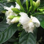 Nandivardhanam / Tabernaemontana Divaricata