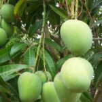 Nuzveedu Chinna Rasalu Big