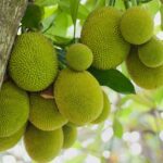 Panasa / Jack Fruit