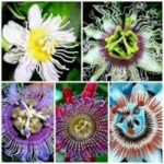 Passion Flower Plant