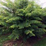 Pedda Usiri - Amla Plant