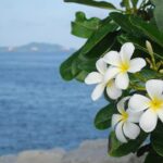 Plumeria Alba