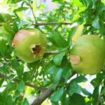Pomegranate - Ganesh