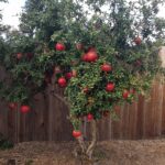 Pomegranate - Bhagwa