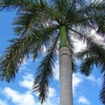 Royal Palm