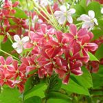 Radha Manohar / Combretum