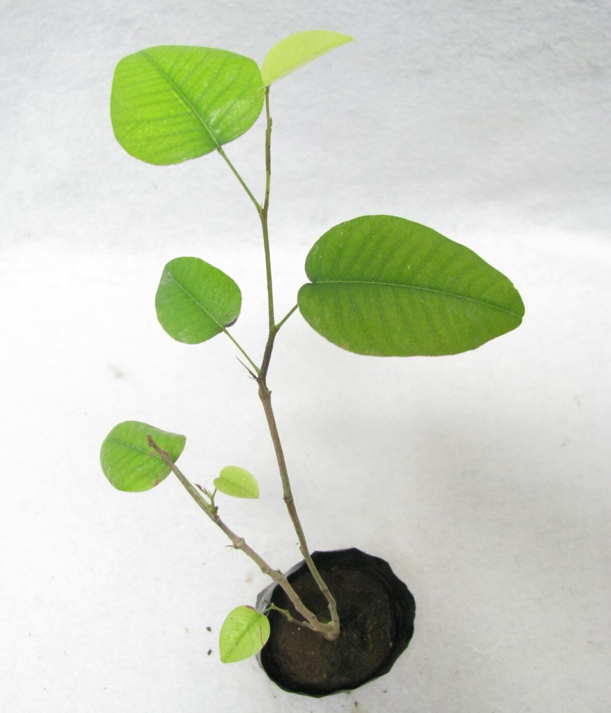 Sandalwood Plant - Image 1