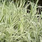 Ribbon Grass Verigated