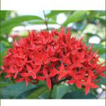 Singapore Ixora