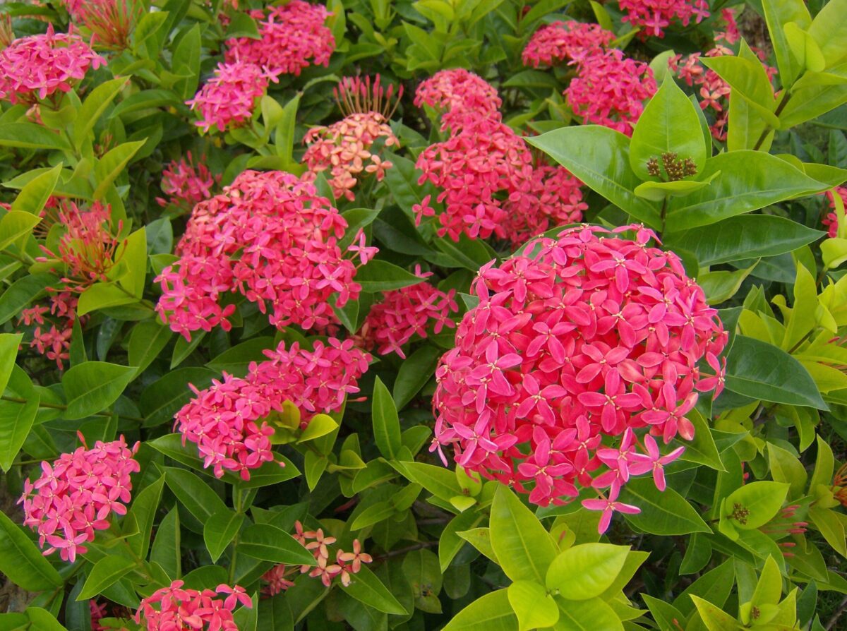 Singapore Ixora - Image 1