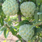 Sita Falam - Custard Apple - Sugar Apple
