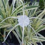 Spider Lily Varigated