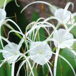 Spider Lily (White)