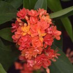 Thai ixora