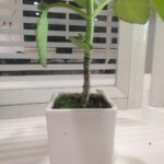 3.3 inch Square Ceramic Pot (White)