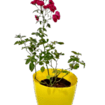 Miniature -Button Rose