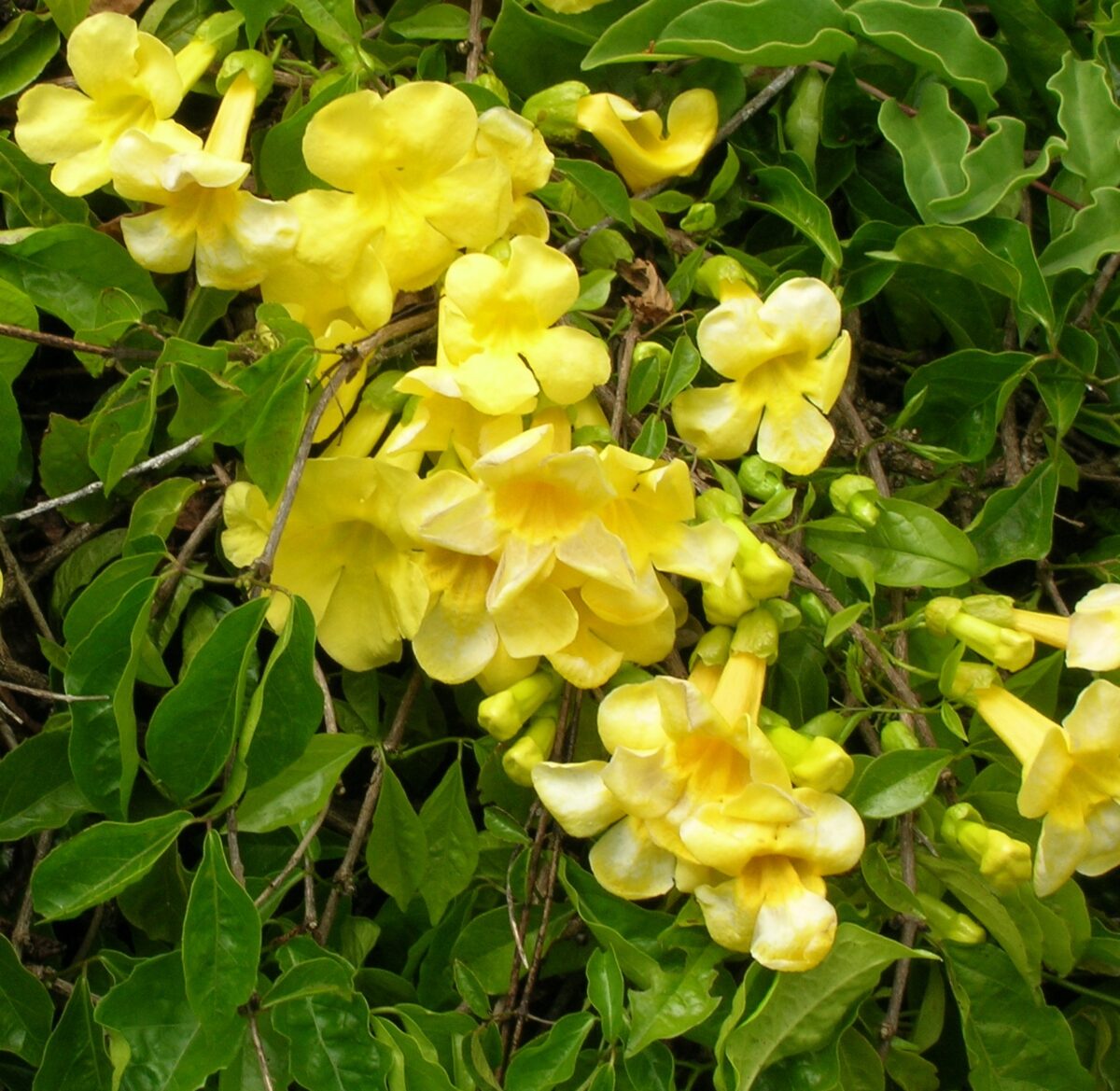 Yellow Creepers - Image 1