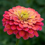Zinnia Elegans