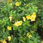 Allamanda Cathartica