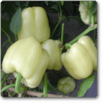 Capsicum White, Bell Pepper Ivory White