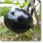 Brinjal F1 Hybrid Green Round