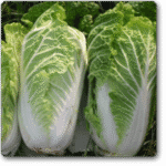 CabbageChineseWongBok
