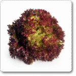 LettuceLolloRossa