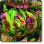 LettuceIvoninaBatavia