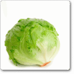 LettuceIceBergSalista