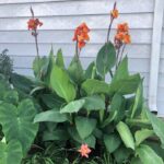 Canna Lilly
