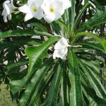 Plumeria Pudica