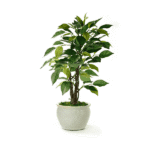 Lava Schefflera
