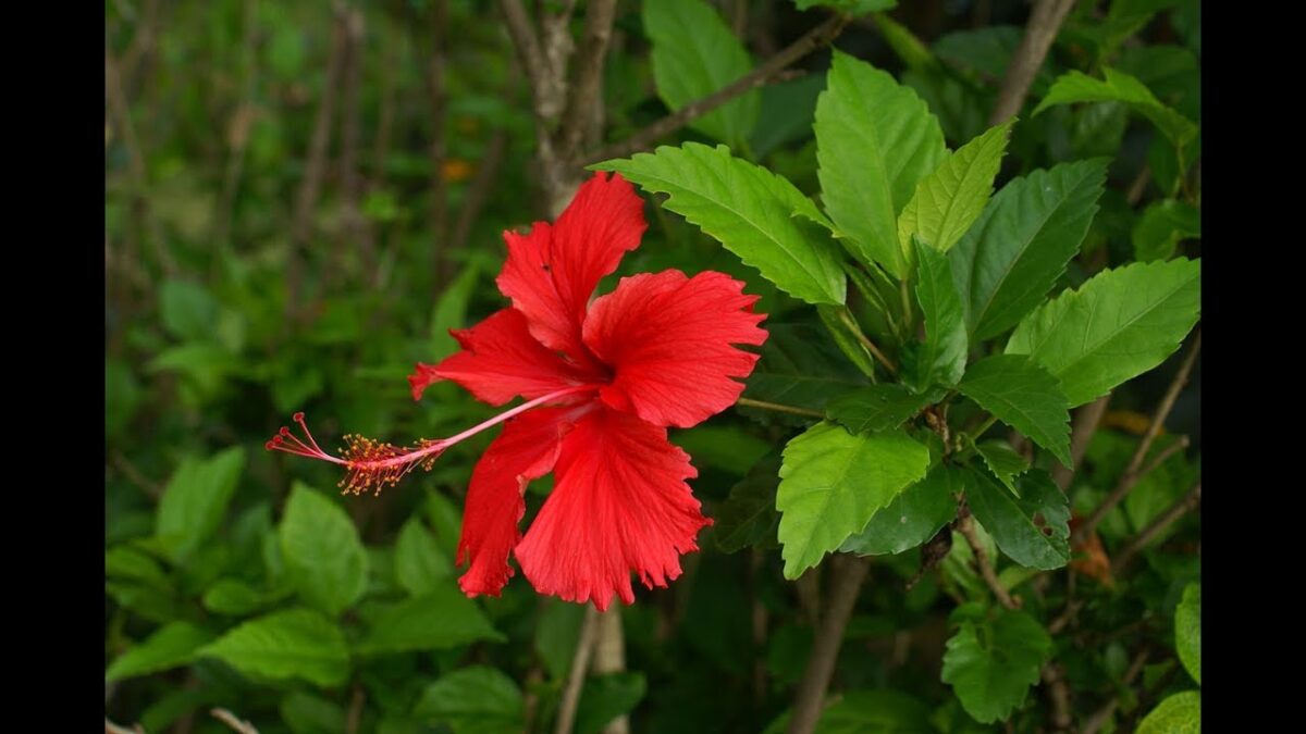 Reka Mandaram -Hibiscus - Image 1