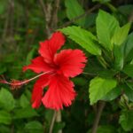 Reka Mandaram -Hibiscus
