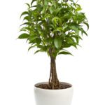 FICUS